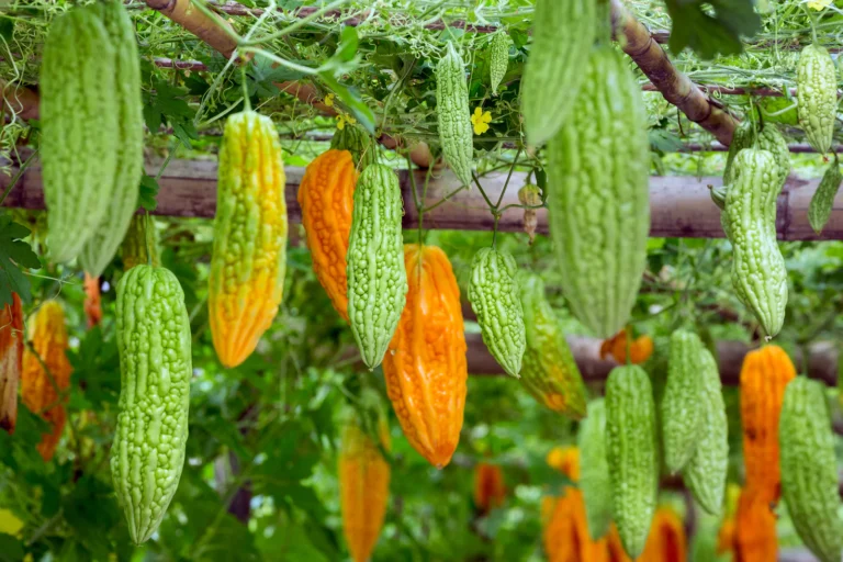 Momordica_charantia_chinese_bitter_melon
