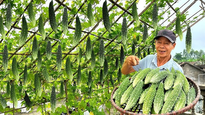 bitter-melon-grower