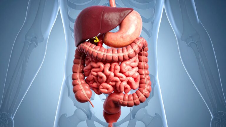 Human-intestine-Leaky-gut-syndrome