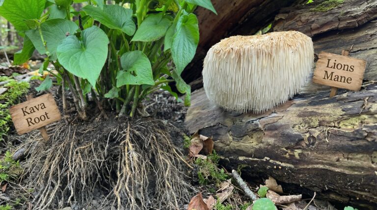 Lions Mane and Kava Root for Cortisol control
